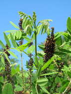 Image of desert false indigo