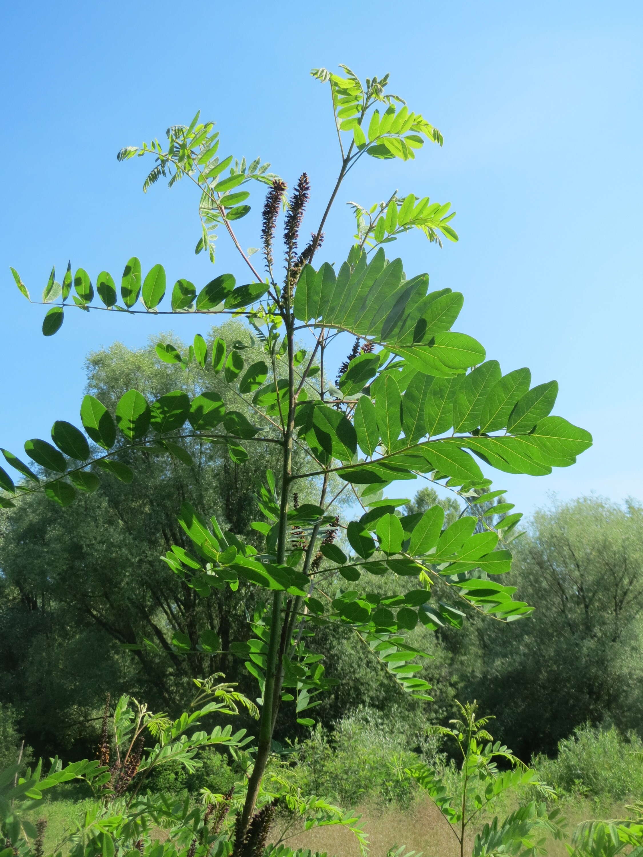 Image of desert false indigo