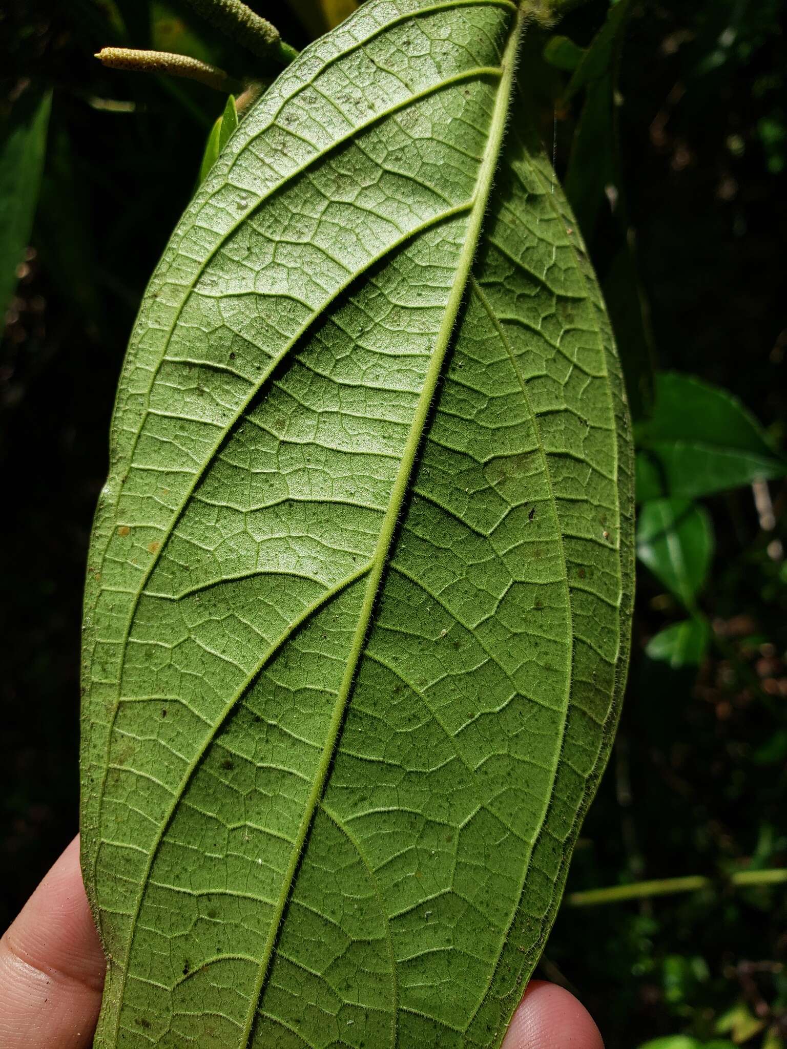 Image of Caracas pepper