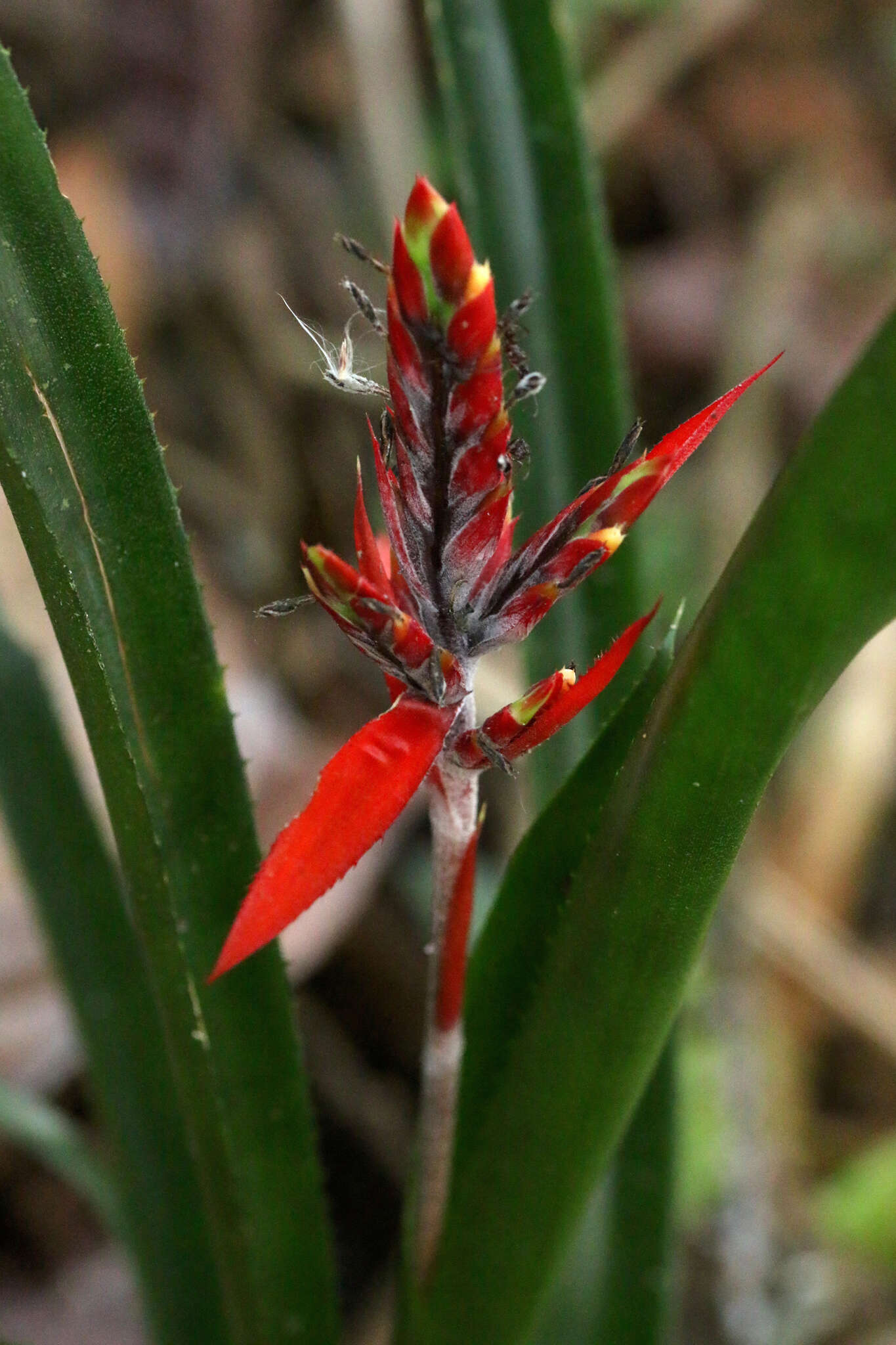 Image of Aechmea tillandsioides (Mart. ex Schult. & Schult. fil.) Baker