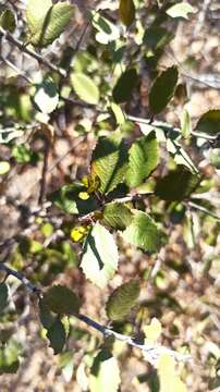 Imagem de Endotropis crocea subsp. insula (Kellogg) Hauenschild