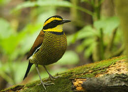 Image of Javan Banded Pitta