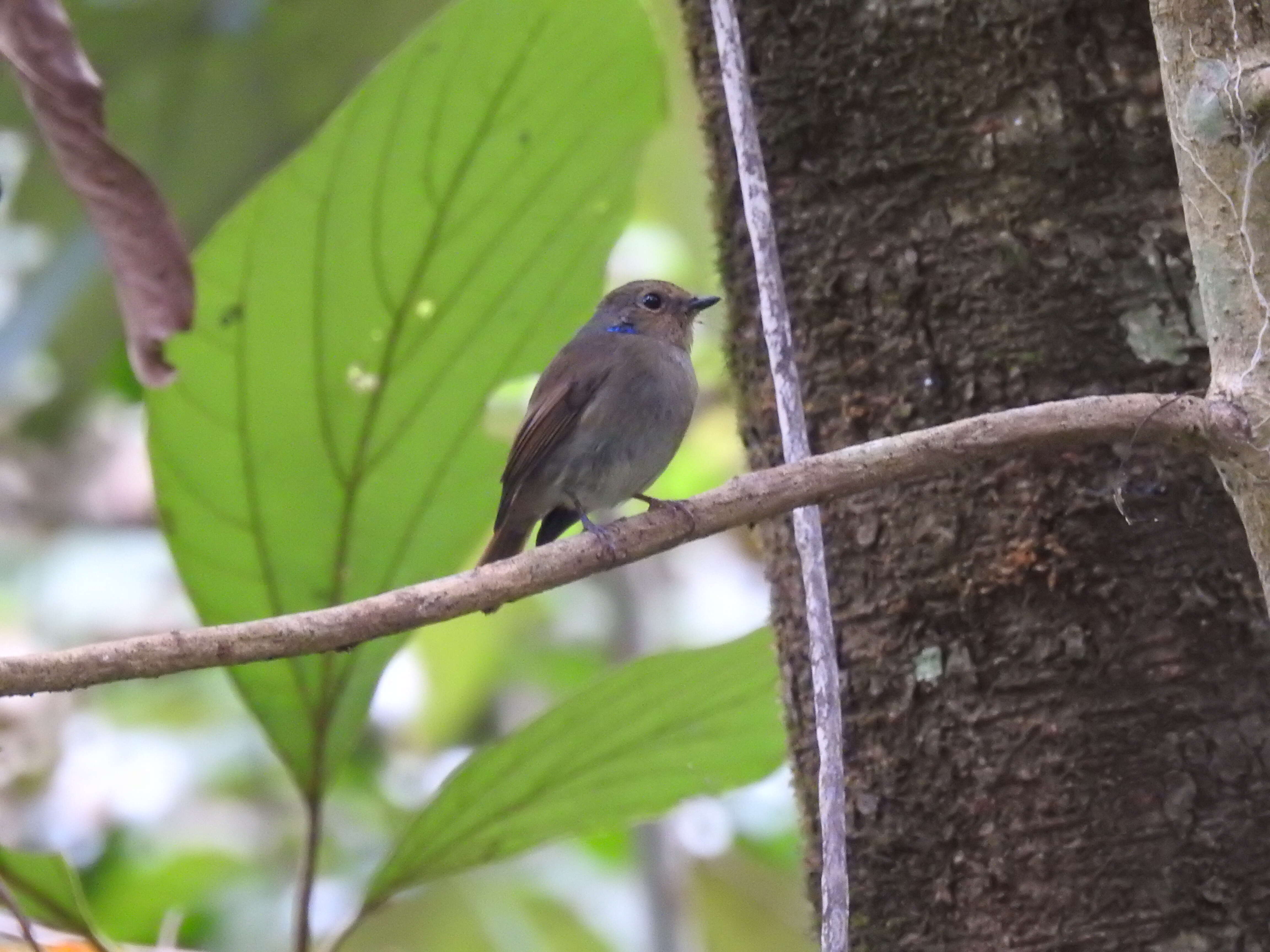 Image of Small Niltava