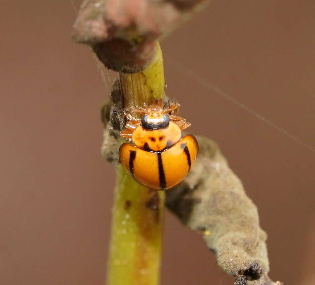 Image of Lady beetle