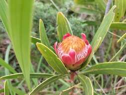 Image of Protea simplex E. Phillips