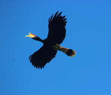 Image of Rhinoceros Hornbill