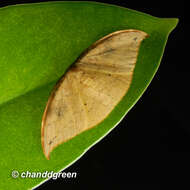 Image of Strepsigonia diluta Warren 1897