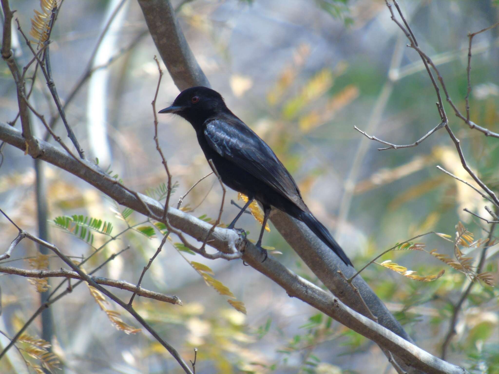 Image of Brazilian Black-tyrant