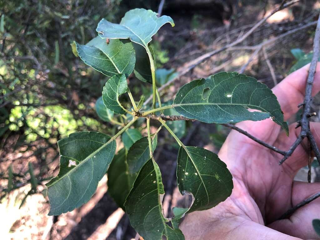 Image of Claoxylon tenerifolium (F. Muell. ex Baill.) F. Muell.