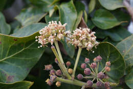 Image of Hedera rhombea (Miq.) Paul