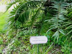 Image of Cycad