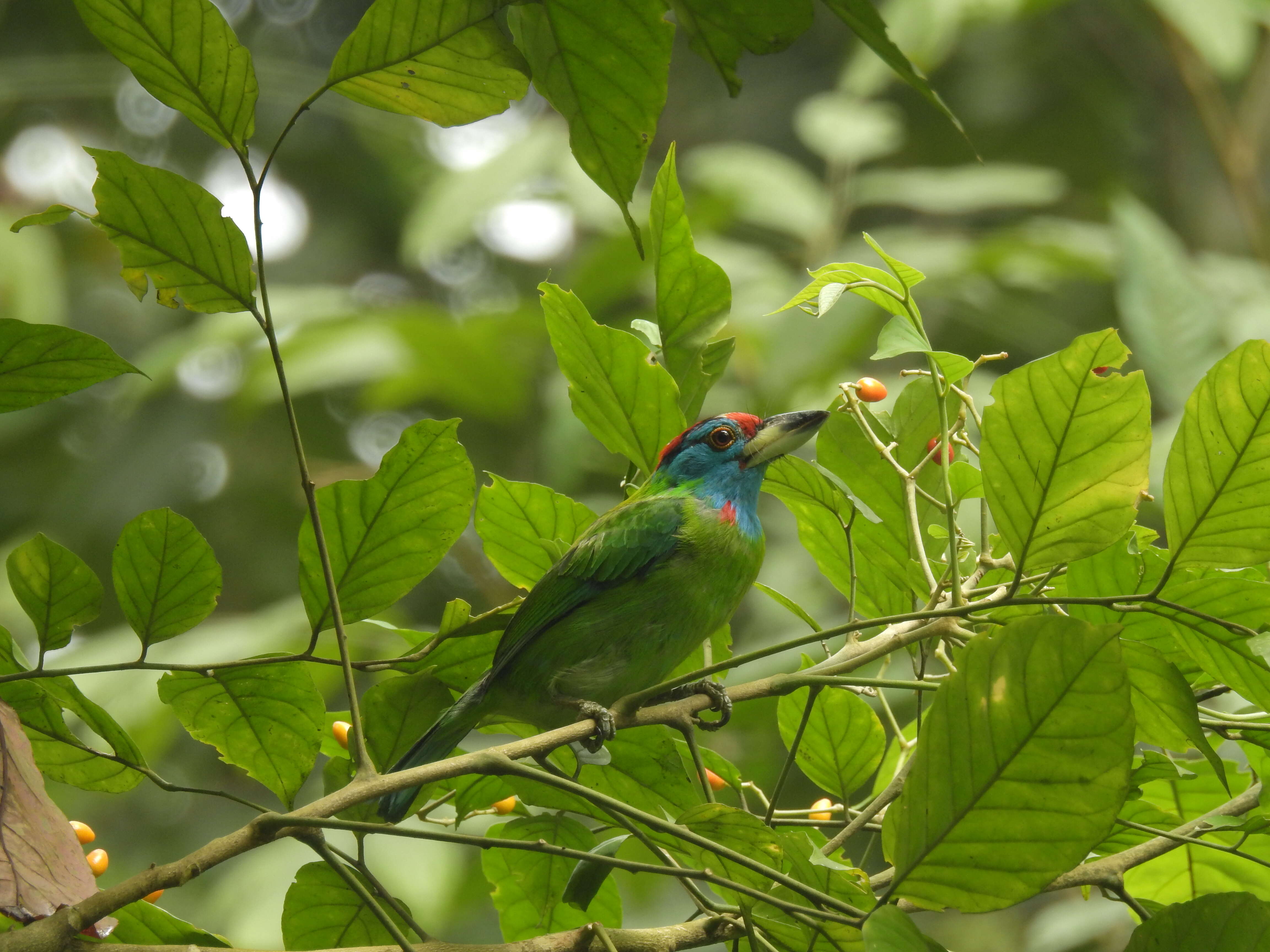 Image of Megalaima asiatica