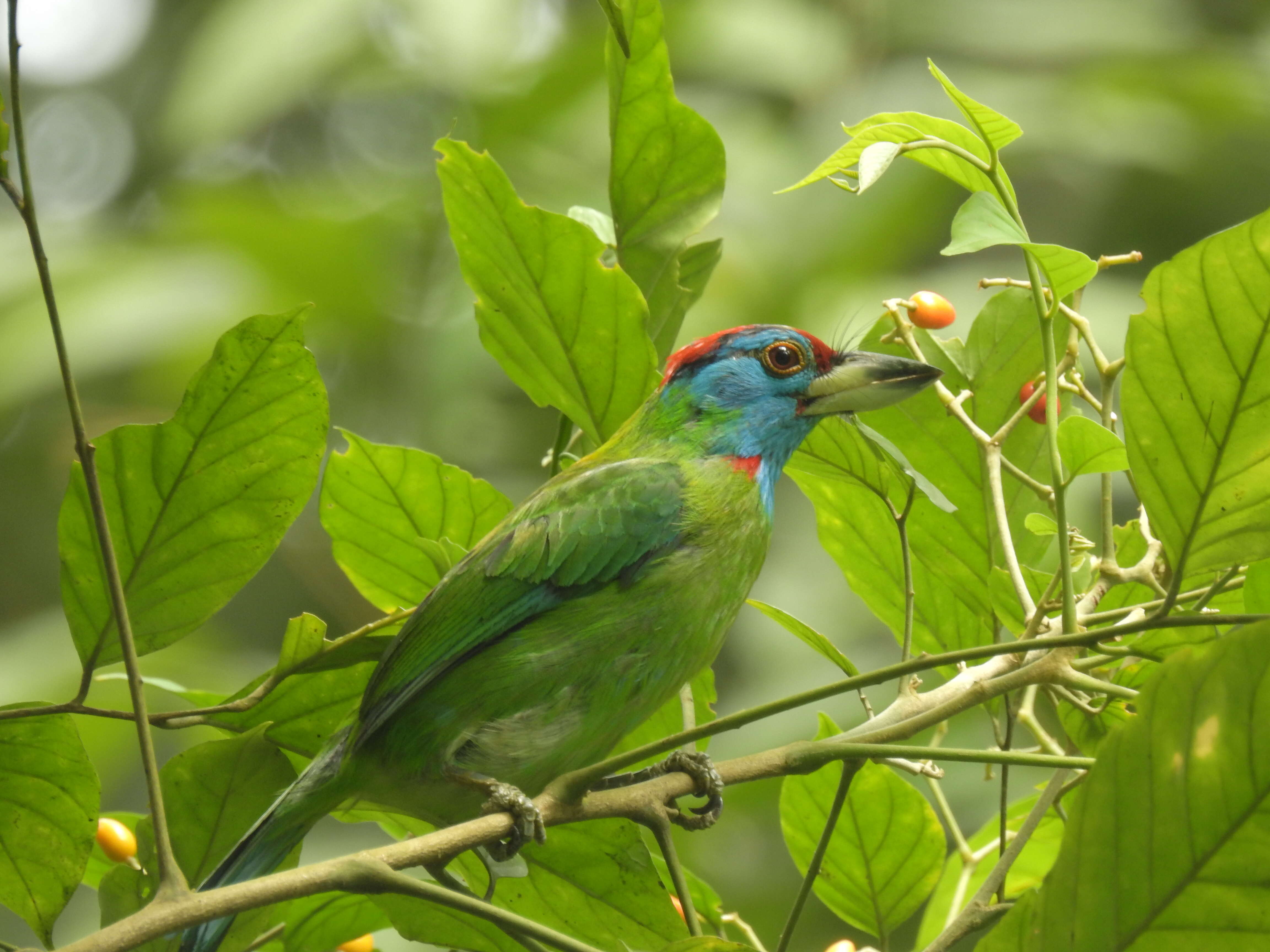 Image of Megalaima asiatica