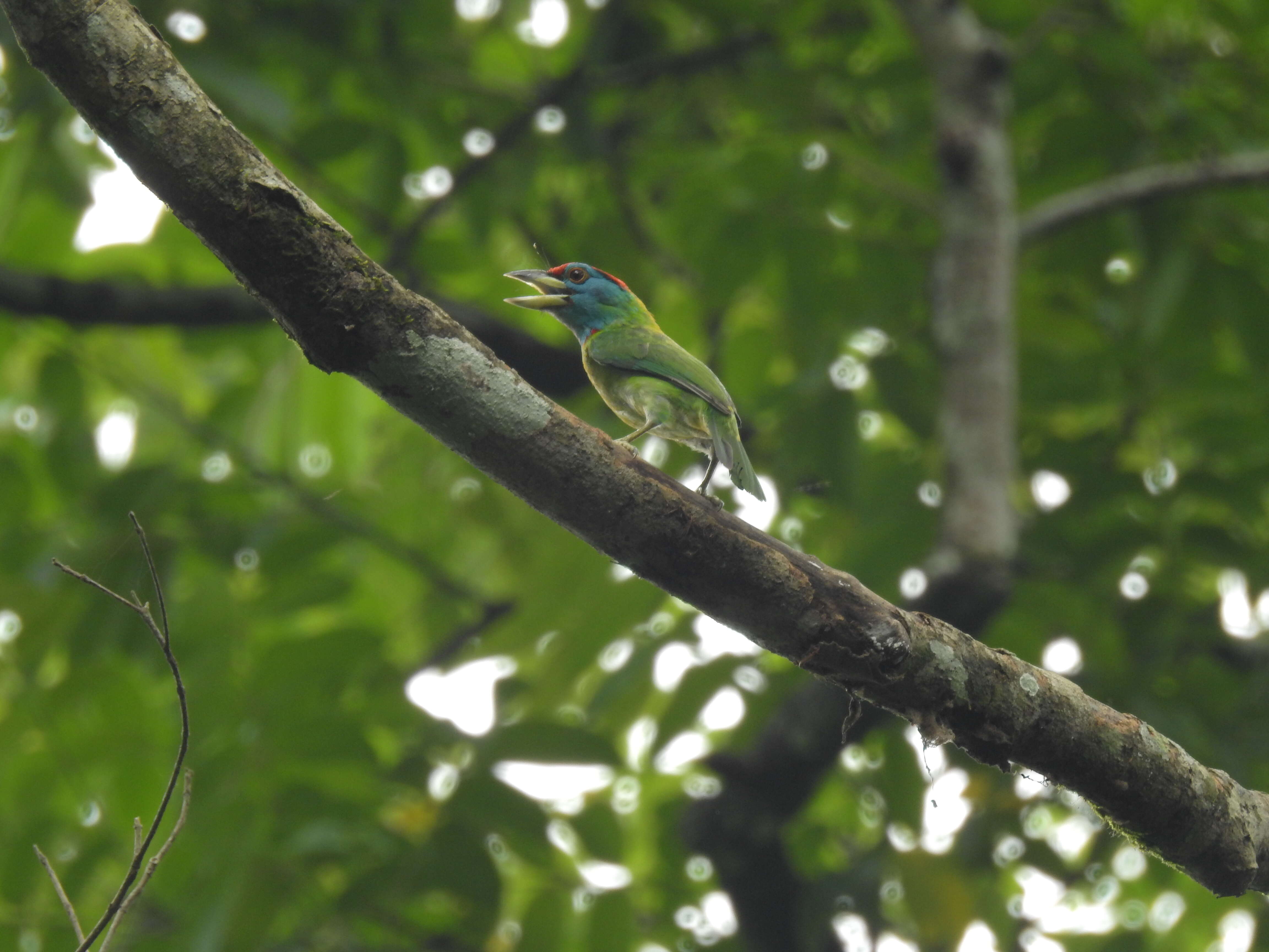 Image of Megalaima asiatica