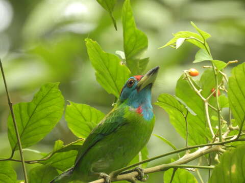 Image of Megalaima asiatica