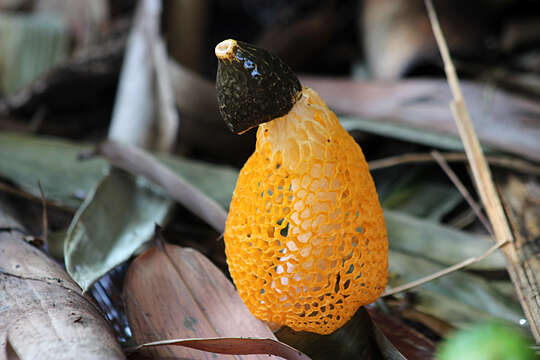 Image of Phallus luteus (Liou & L. Hwang) T. Kasuya 2009