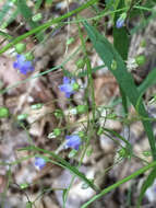 Image of small bonny bellflower