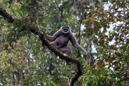 Image of silvery gibbon