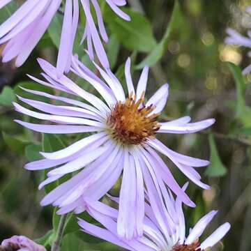 Image of climbing aster