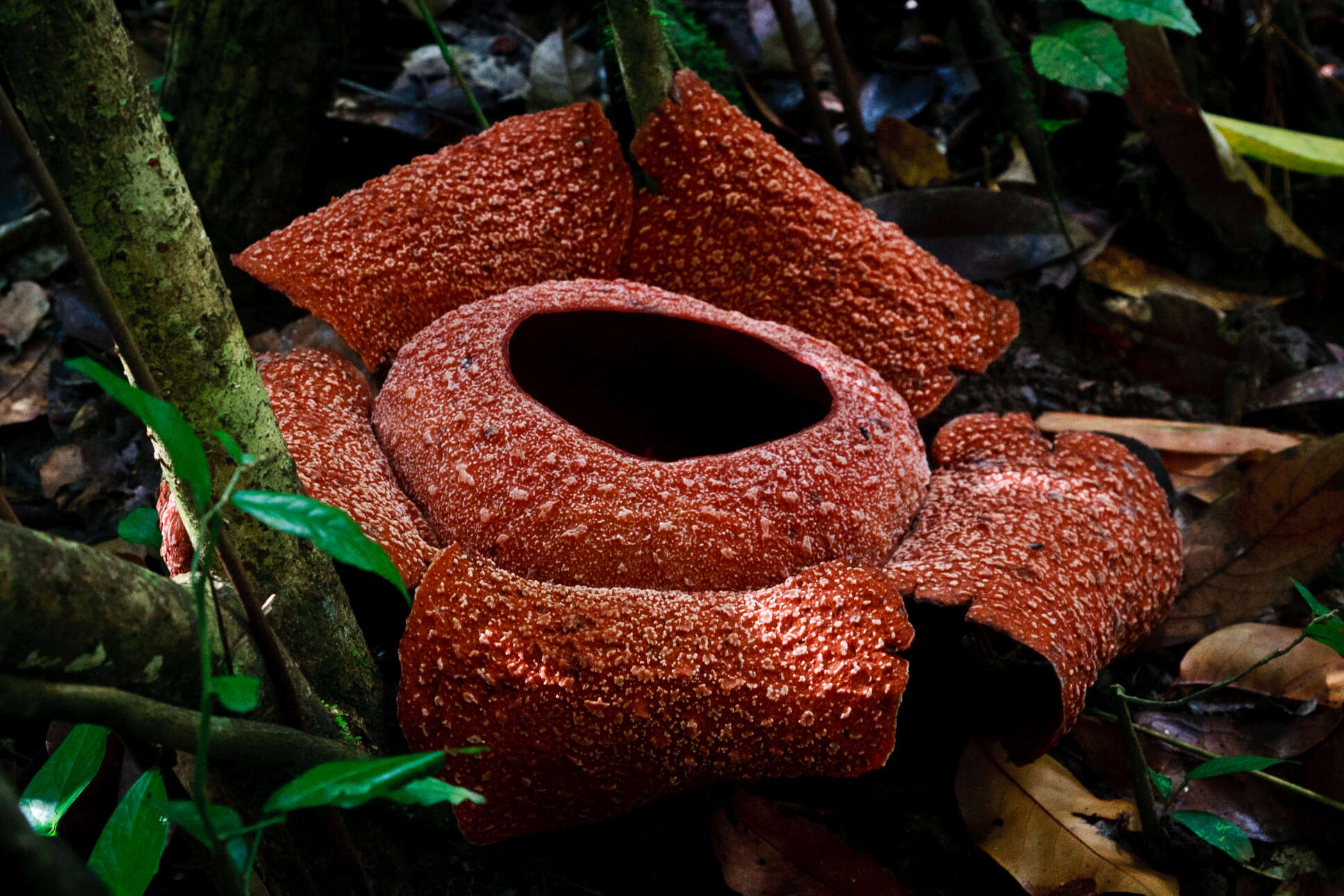 Image of Rafflesia