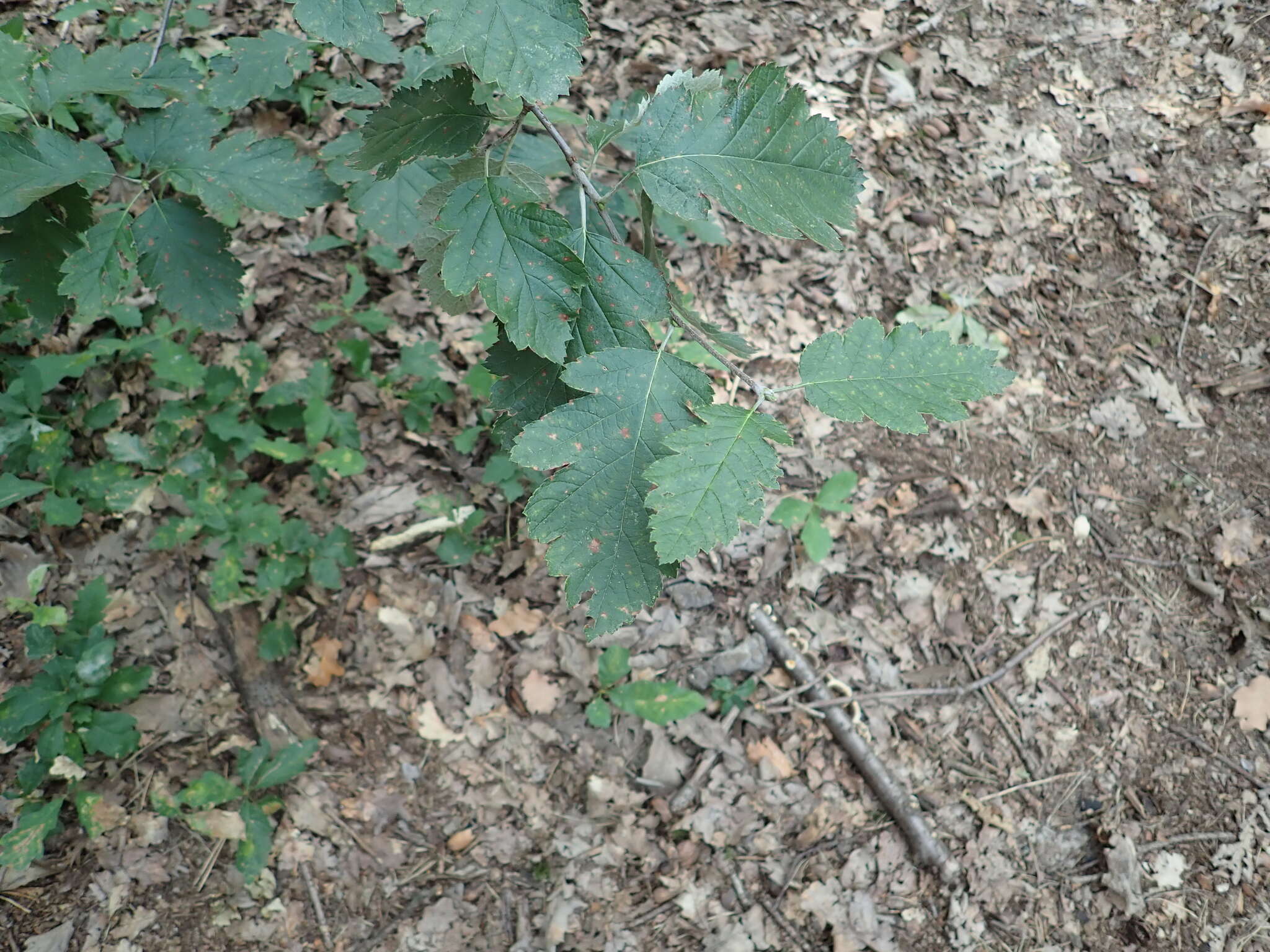 Image of <i>Scandosorbus intermedia</i> (Ehrhart) Sennikov