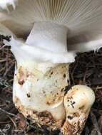 Image of White Matsutake