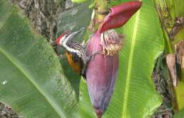 Image of Black-rumped Flameback