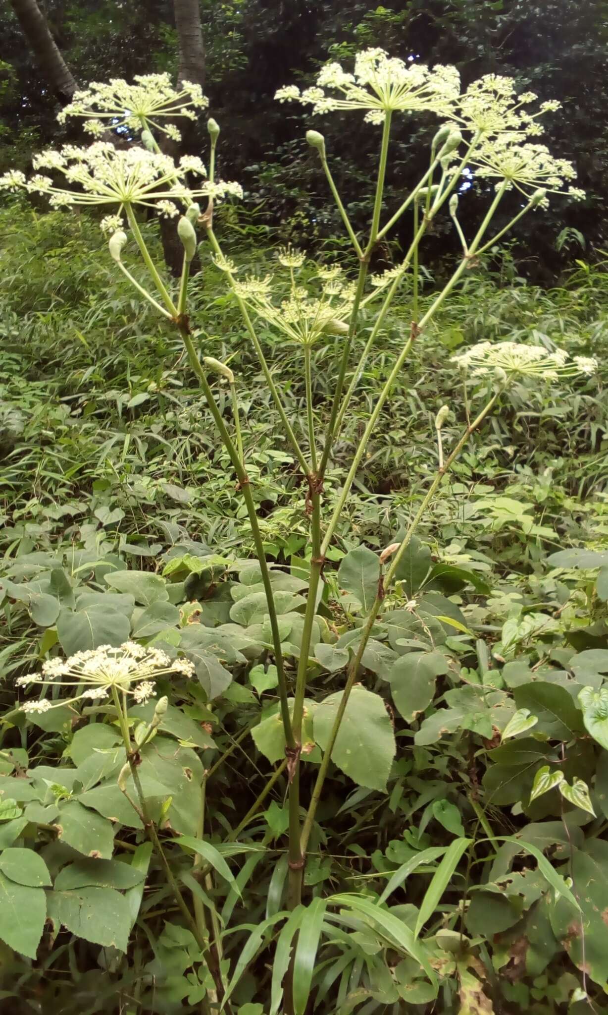 Image of Angelica pubescens Maxim.