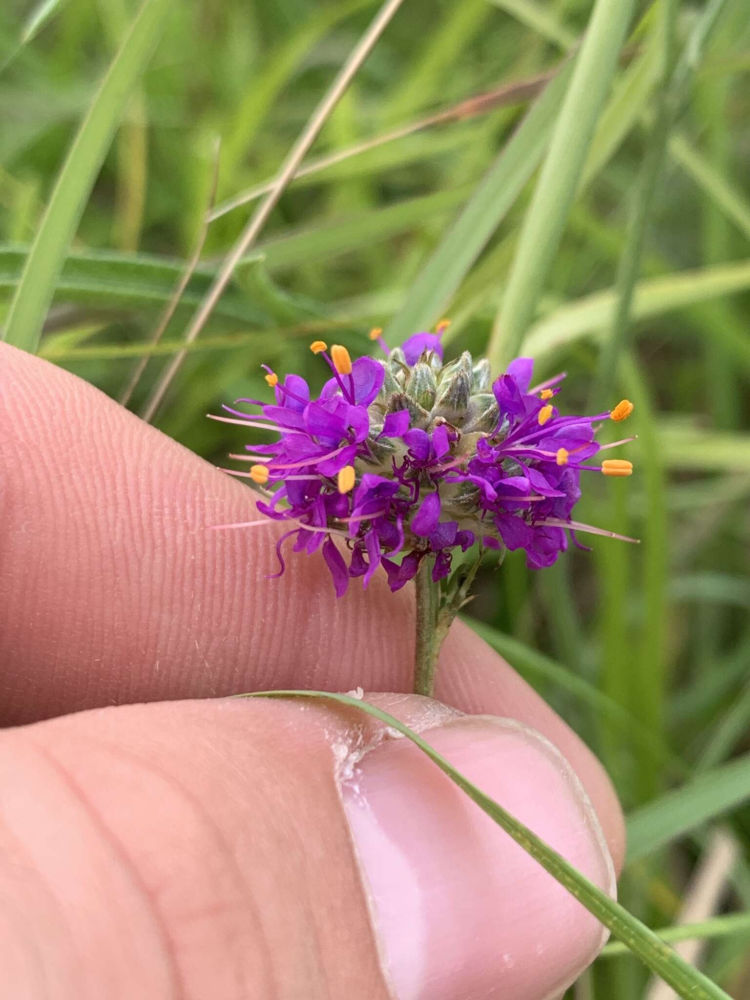 Image of compact prairie clover