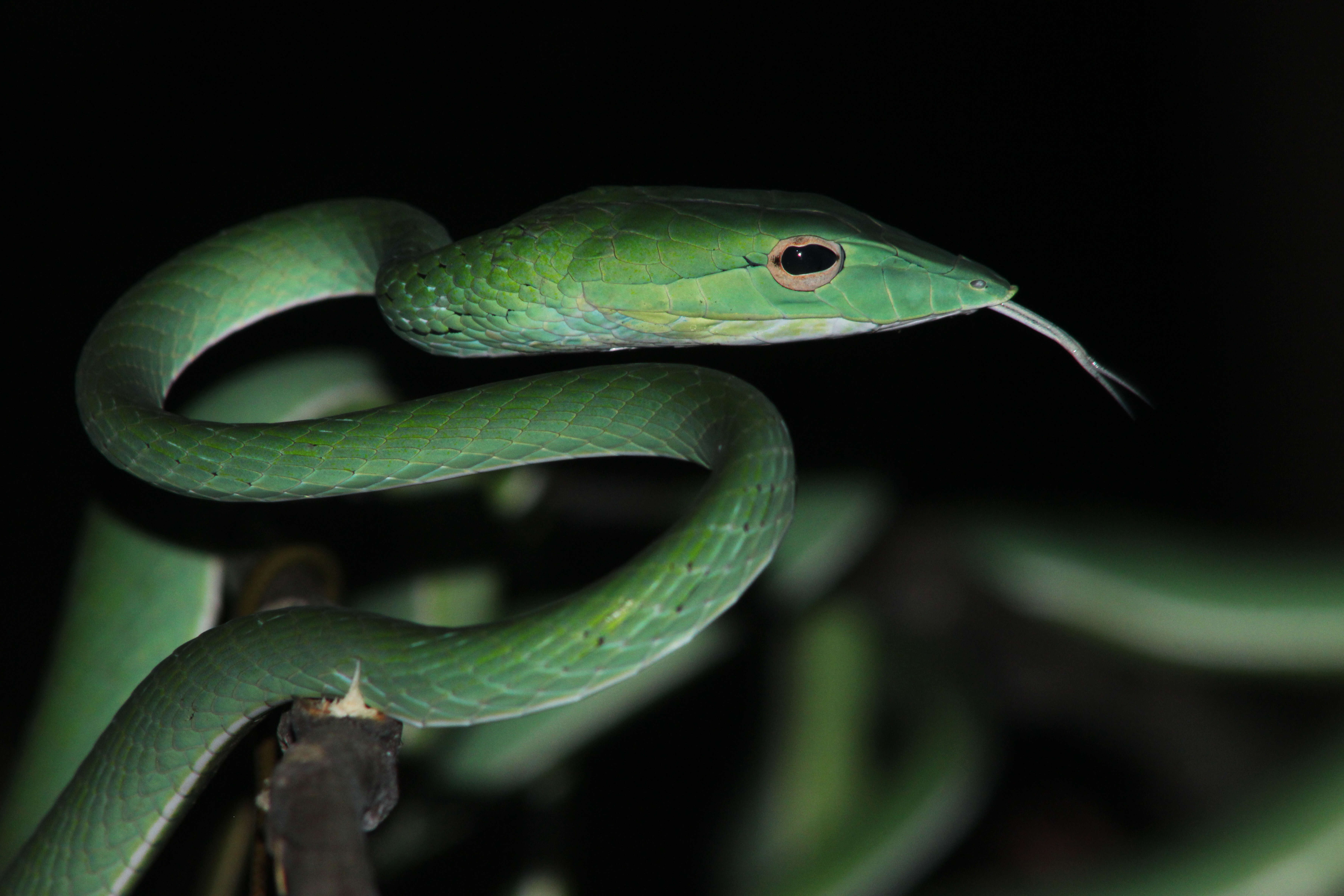 Image of Asian Vine Snake