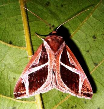 Image of Calyptis iter Guenée 1852