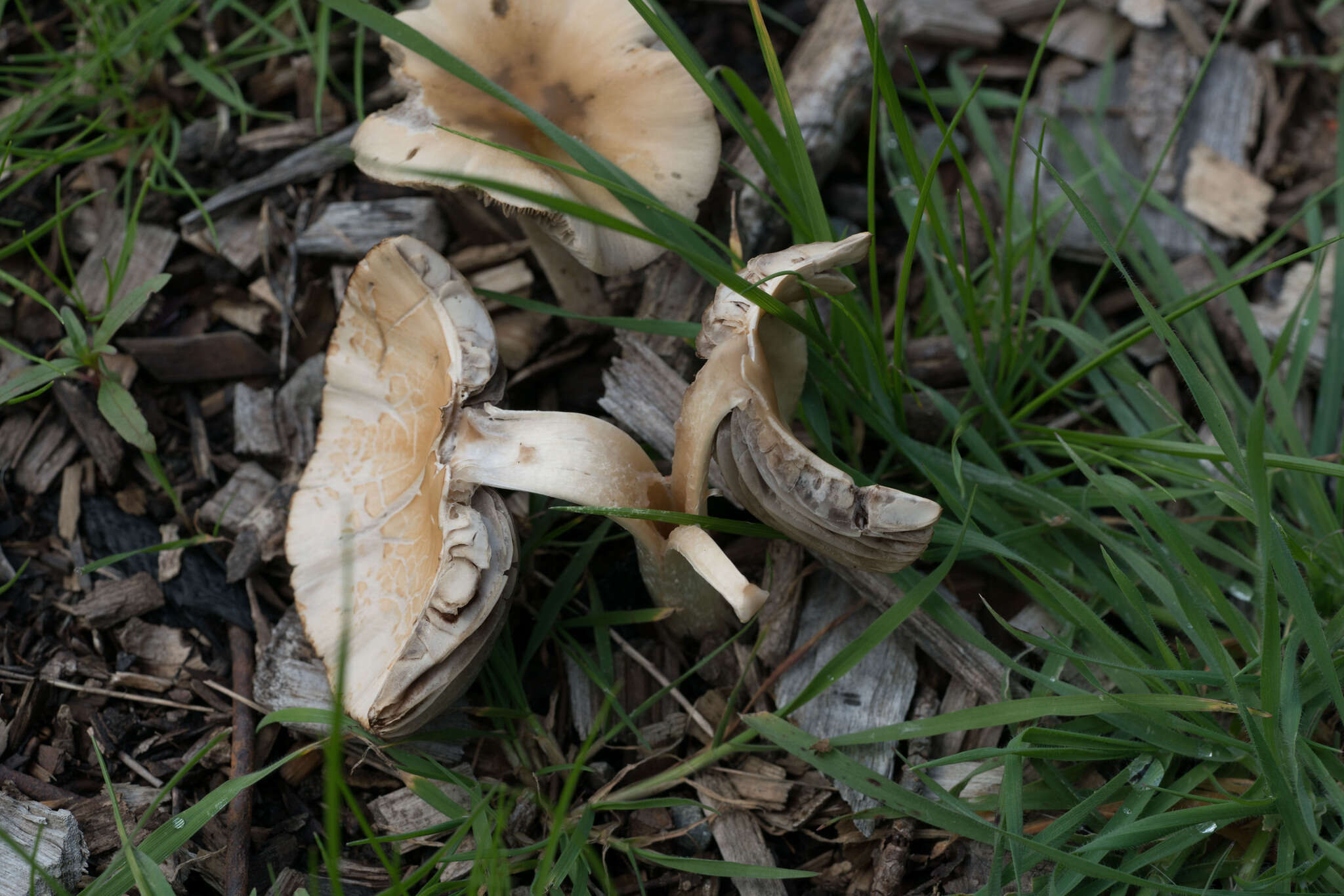 Image of Candolleomyces candolleanus (Fr.) D. Wächt. & A. Melzer