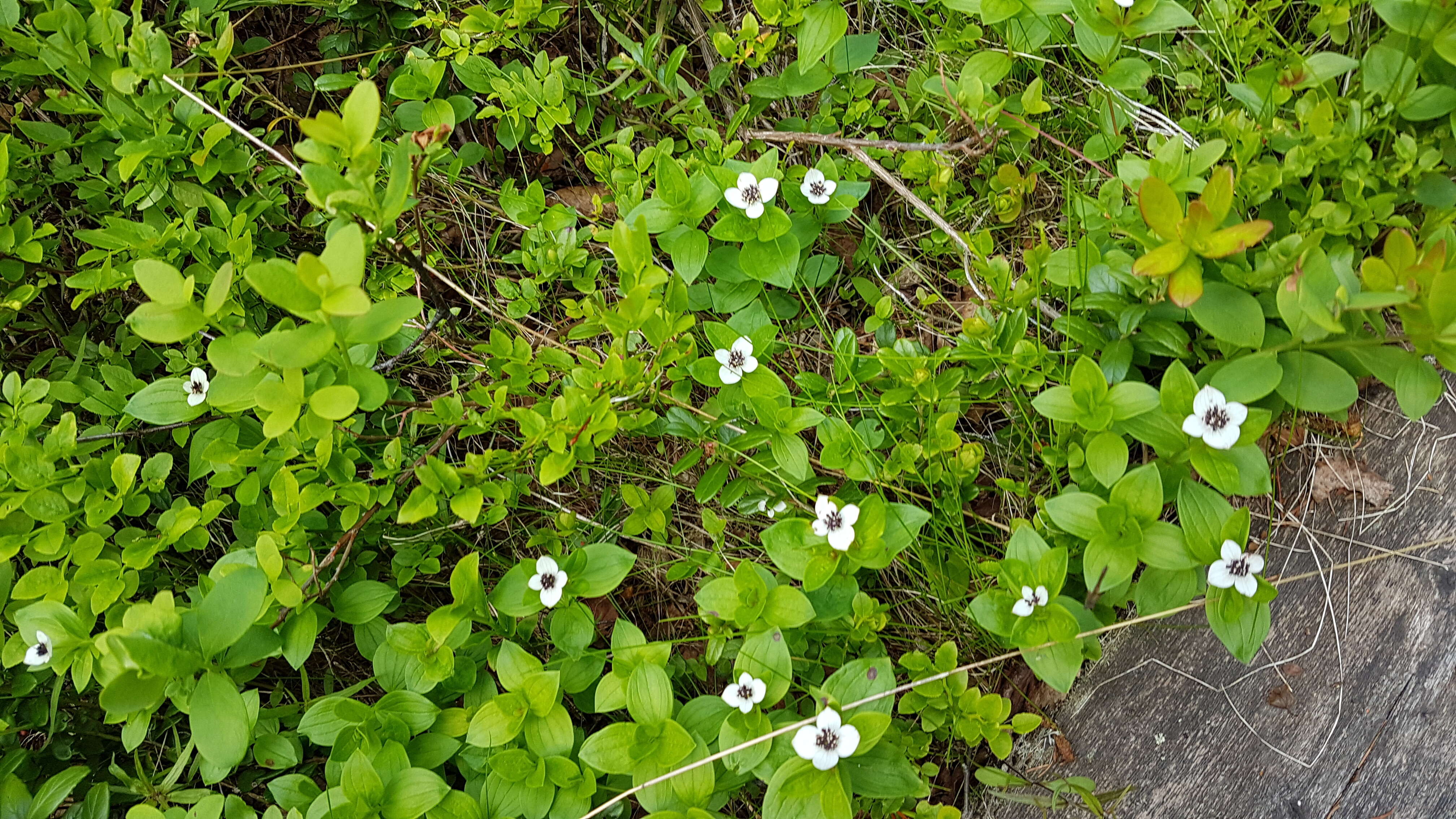 Image of Bunchberry