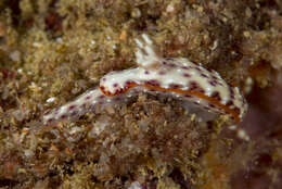 Image of Hypselodoris juniperae Gosliner & R. F. Johnson 2018