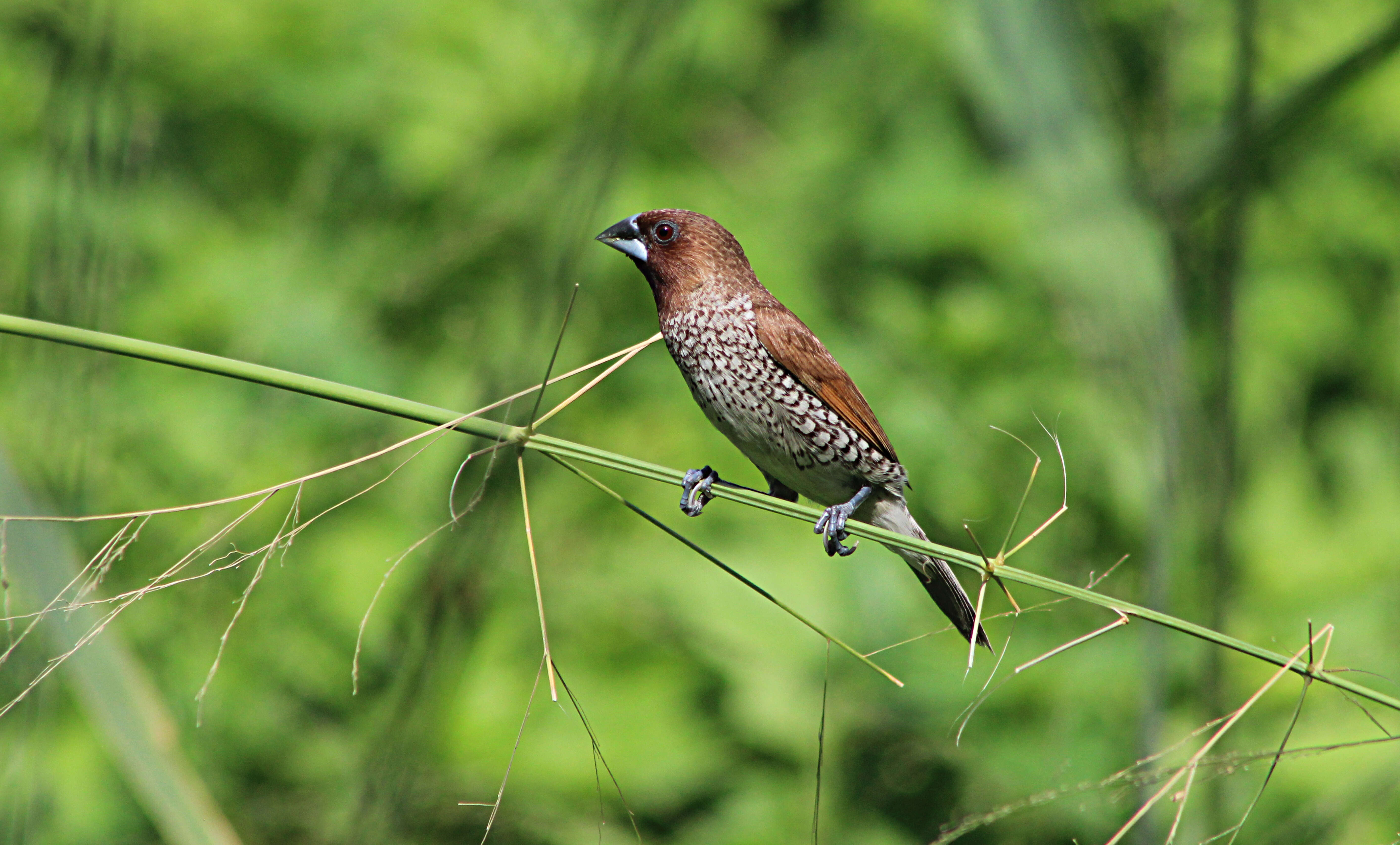 Image of Nutmeg Mannikin