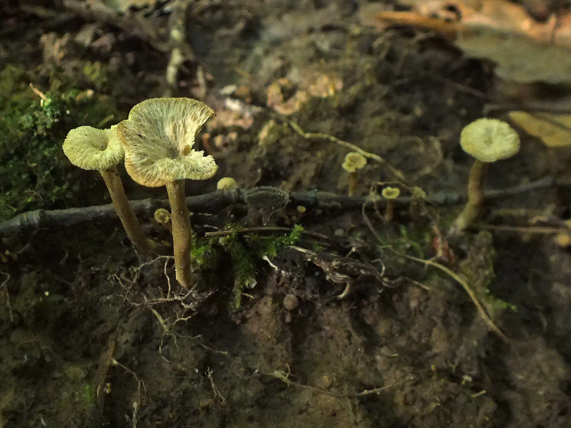 Image of Craterellus undulatus