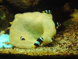 Image of Sebae Anemonefish