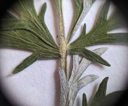 Image de Potentilla bipinnatifida Dougl. ex Hook.