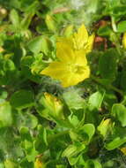 Image of creeping jenny