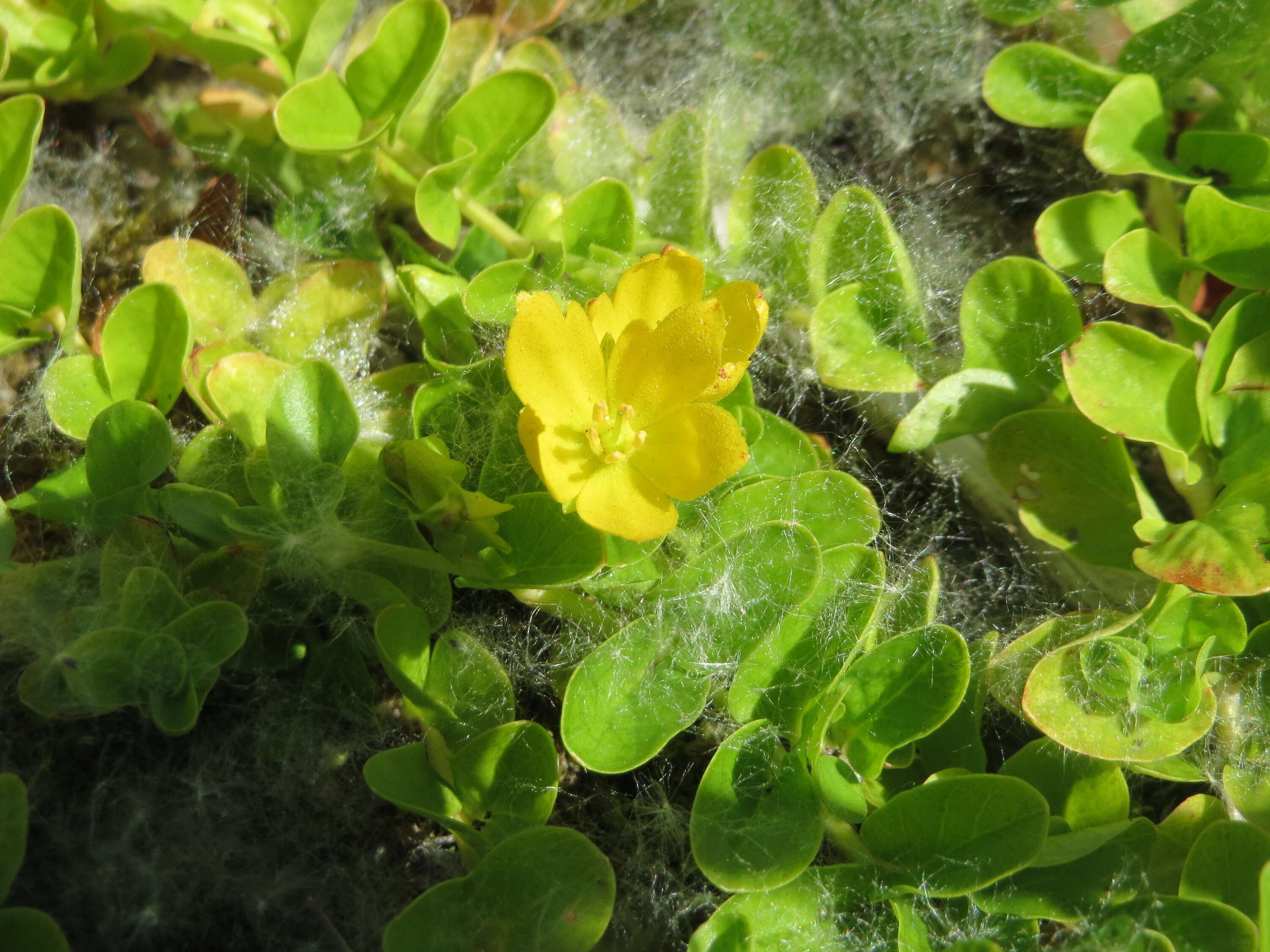 Image of creeping jenny