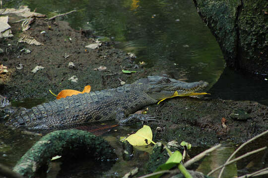 Image of Estuarine Crocodile