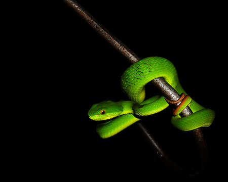 Слика од Trimeresurus albolabris Gray 1842