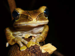 Image of Common Tree Frog