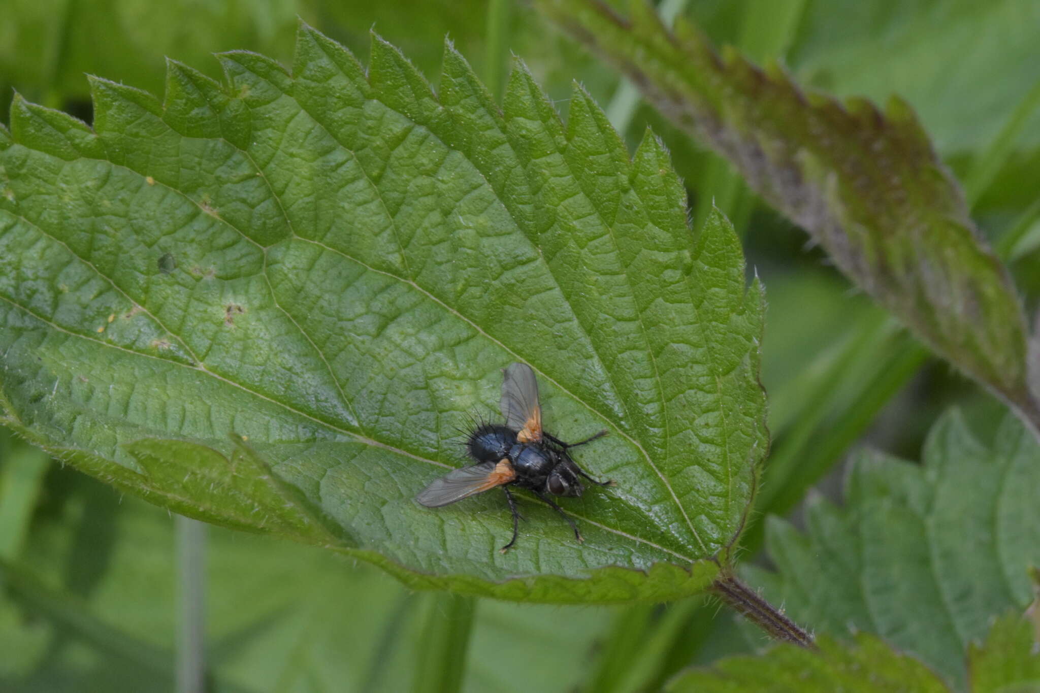 Zophomyia resmi