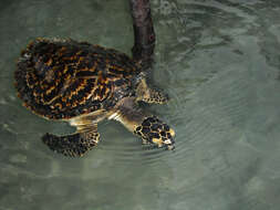 Image of Eretmochelys