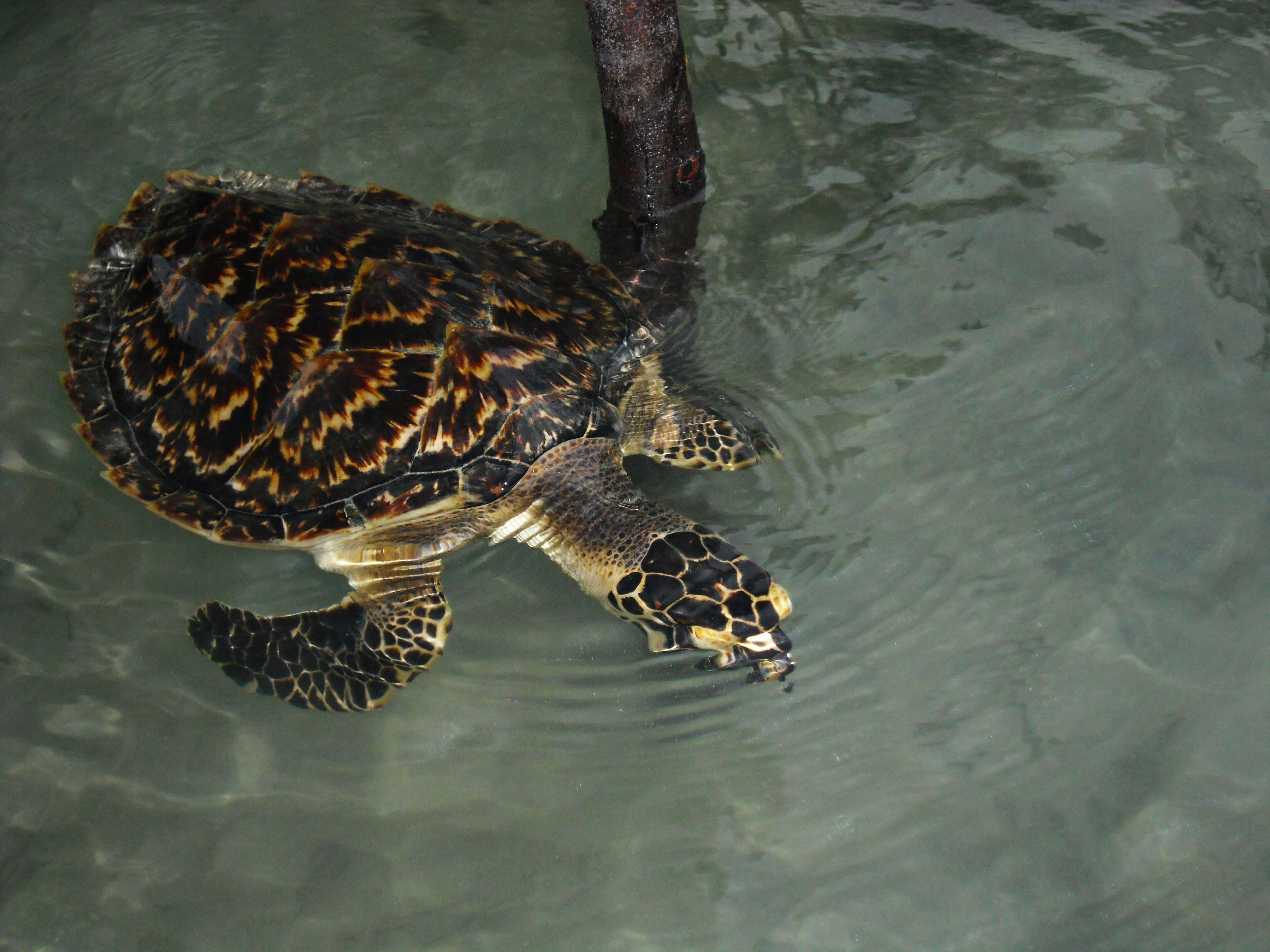 Image of Eretmochelys