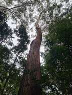 Image of blackbutt