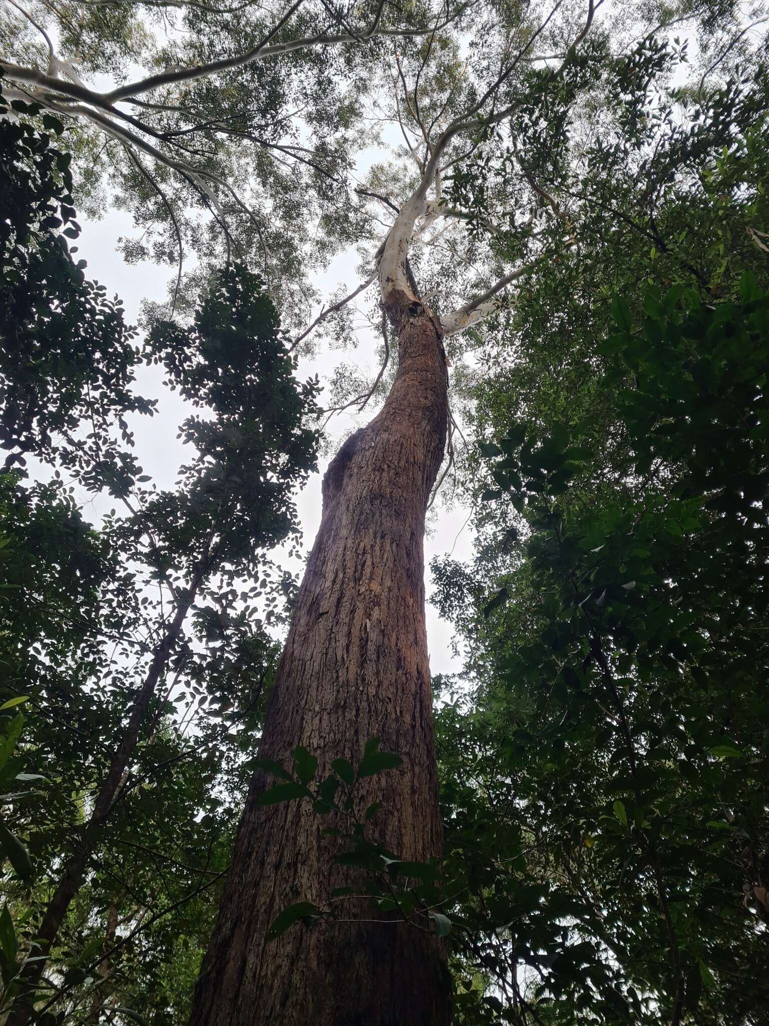 Image of blackbutt