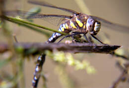 Image of Migrant Hawker