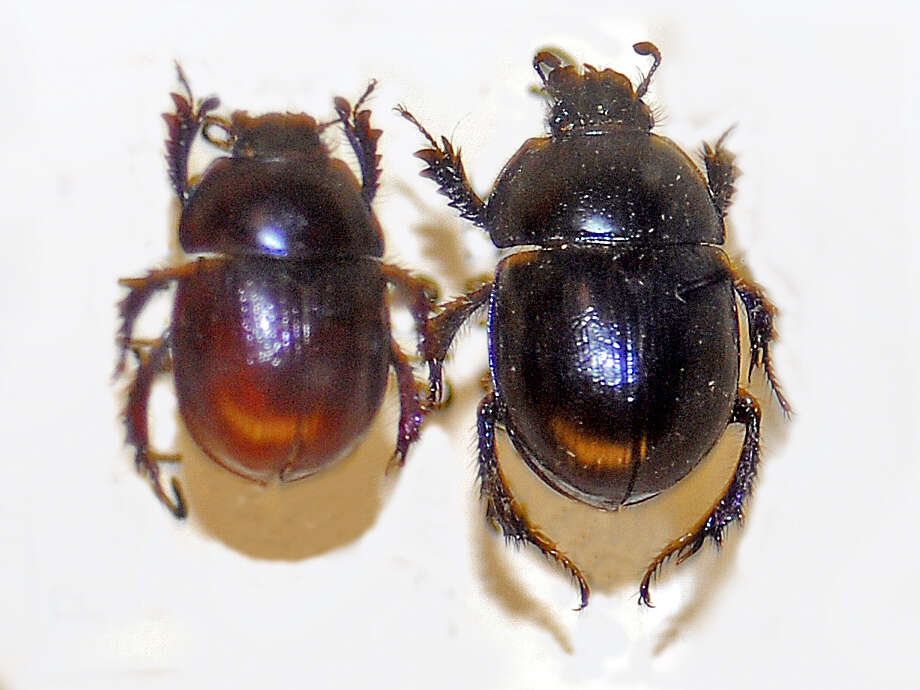 Слика од Anoplotrupes